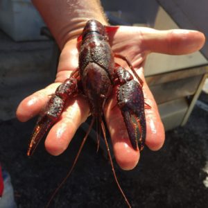 Jumbo Live Crawfish Louisiana Wild Crawfish & Catering