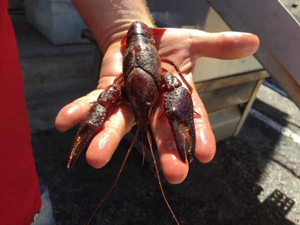 Jumbo Live Crawfish Louisiana Wild Crawfish & Catering